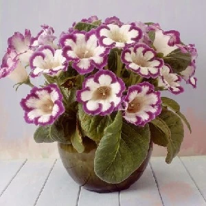 Gloxinia