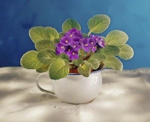 Depositphotos 1342679_s