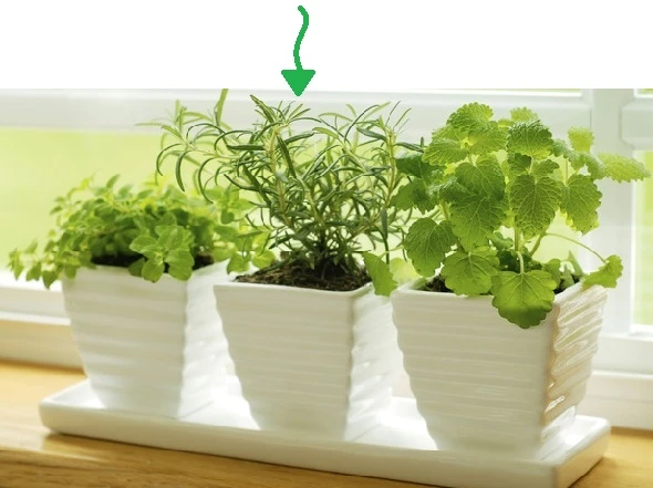 Kitchen-Herb-Garden